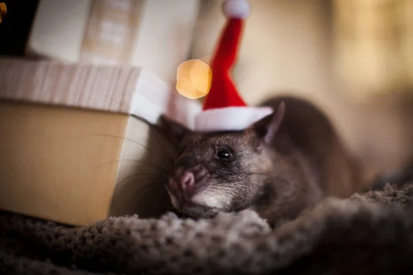 Gigante ratto africano imbustato in camera decorata con albero di Natale. — Foto Stock