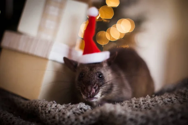 Gigante ratto africano imbustato in camera decorata con albero di Natale. — Foto Stock