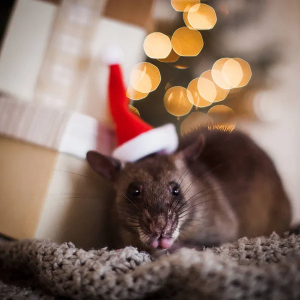 Giant african pouched rat in decorated room with Christmass tree. — Stock Photo, Image