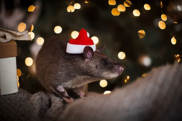 Riesige afrikanische Beutelratte in geschmücktem Raum mit Christbaum. — Stockfoto