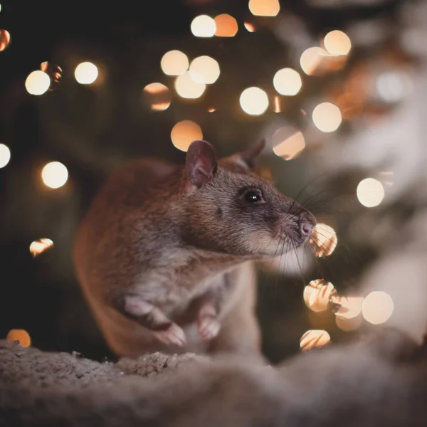 Jätteafrikanska påsråtta i dekorerat rum med Christmass träd. — Stockfoto