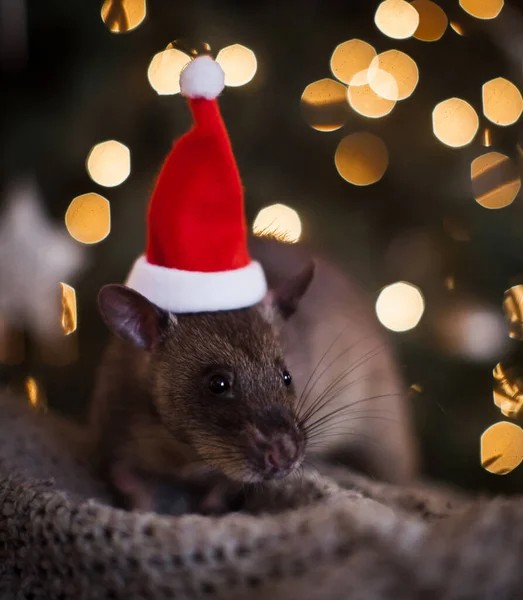 Riesige afrikanische Beutelratte in geschmücktem Raum mit Christbaum. — Stockfoto