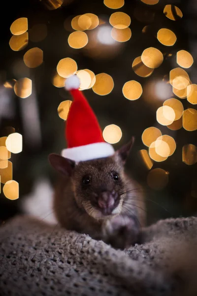 Jätteafrikanska påsråtta i dekorerat rum med Christmass träd. — Stockfoto