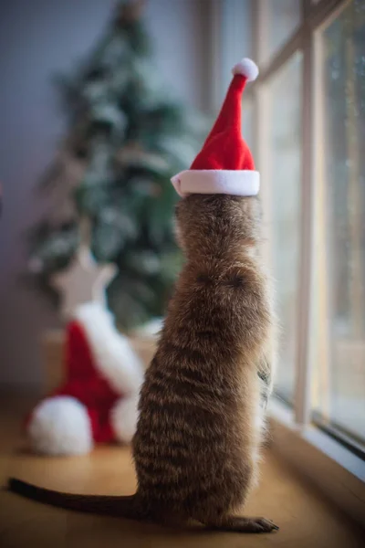 Das Erdmännchen im geschmückten Raum mit Christbaum. — Stockfoto