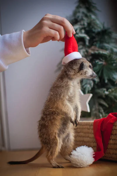 De meerkat of suricate welp in versierde kamer met kerstboom. — Stockfoto
