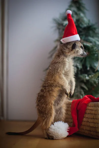 O filhote meerkat ou suricado em quarto decorado com árvore de Christmass . — Fotografia de Stock