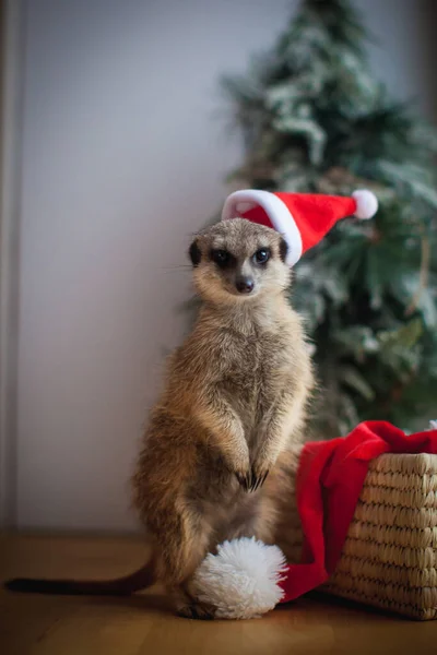 The meerkat or suricate cub in decorated room with Christmass tree. — Stock Photo, Image