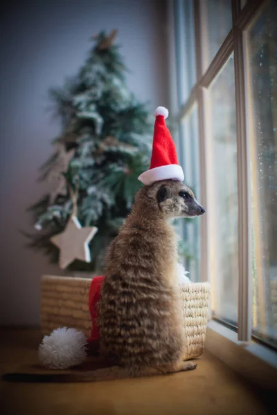 Den meerkat eller surikat unge i dekorerat rum med Christmass träd. — Stockfoto
