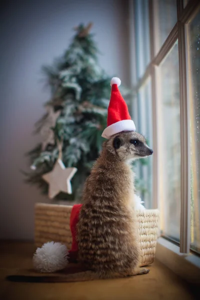 De meerkat of suricate welp in versierde kamer met kerstboom. — Stockfoto