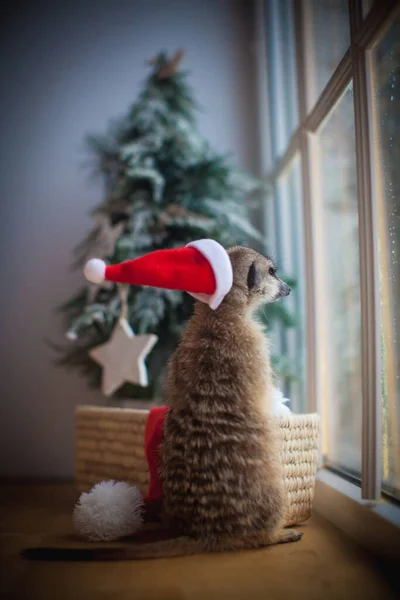 De meerkat of suricate welp in versierde kamer met kerstboom. — Stockfoto