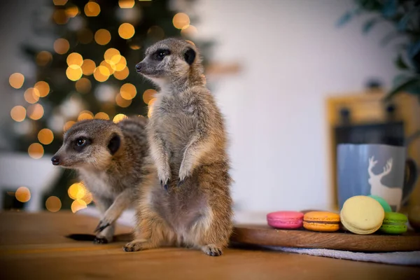 Das Erdmännchen oder die Erdmännchen im geschmückten Raum mit dem Christbaum. — Stockfoto