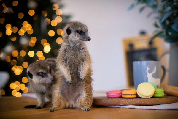Les louveteaux suricates ou suricates dans la chambre décorée avec arbre Christmass. — Photo