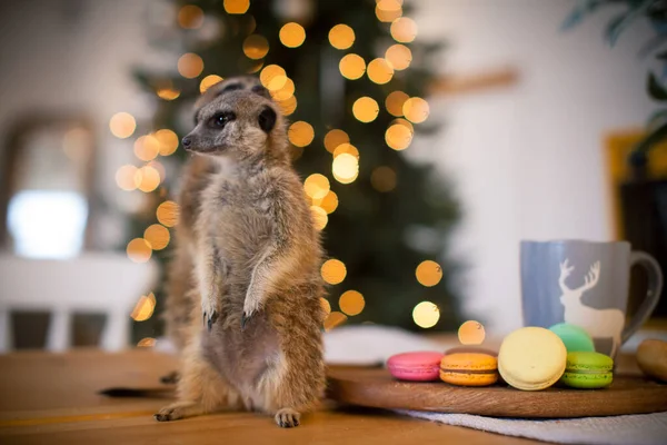The meerkat or suricate cubs in decorated room with Christmass tree. — Stock Photo, Image