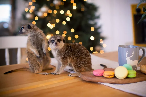 Das Erdmännchen oder die Erdmännchen im geschmückten Raum mit dem Christbaum. — Stockfoto