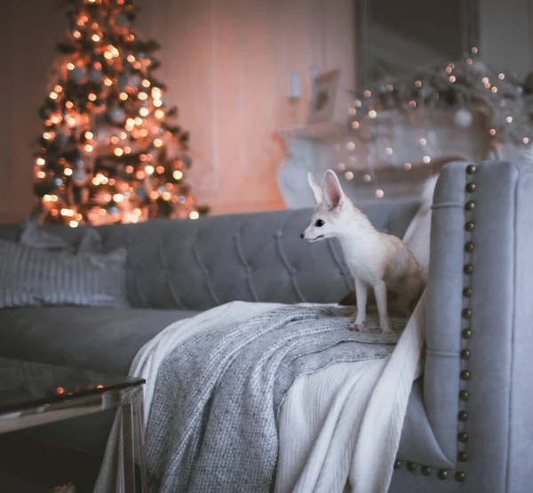 Hübsches Fennec-Fuchsjunges auf braun in dekoriertem Raum mit Christbaum. — Stockfoto