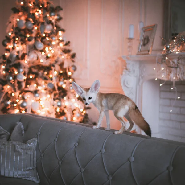 Hübsches Fennec-Fuchsjunges auf braun in dekoriertem Raum mit Christbaum. — Stockfoto