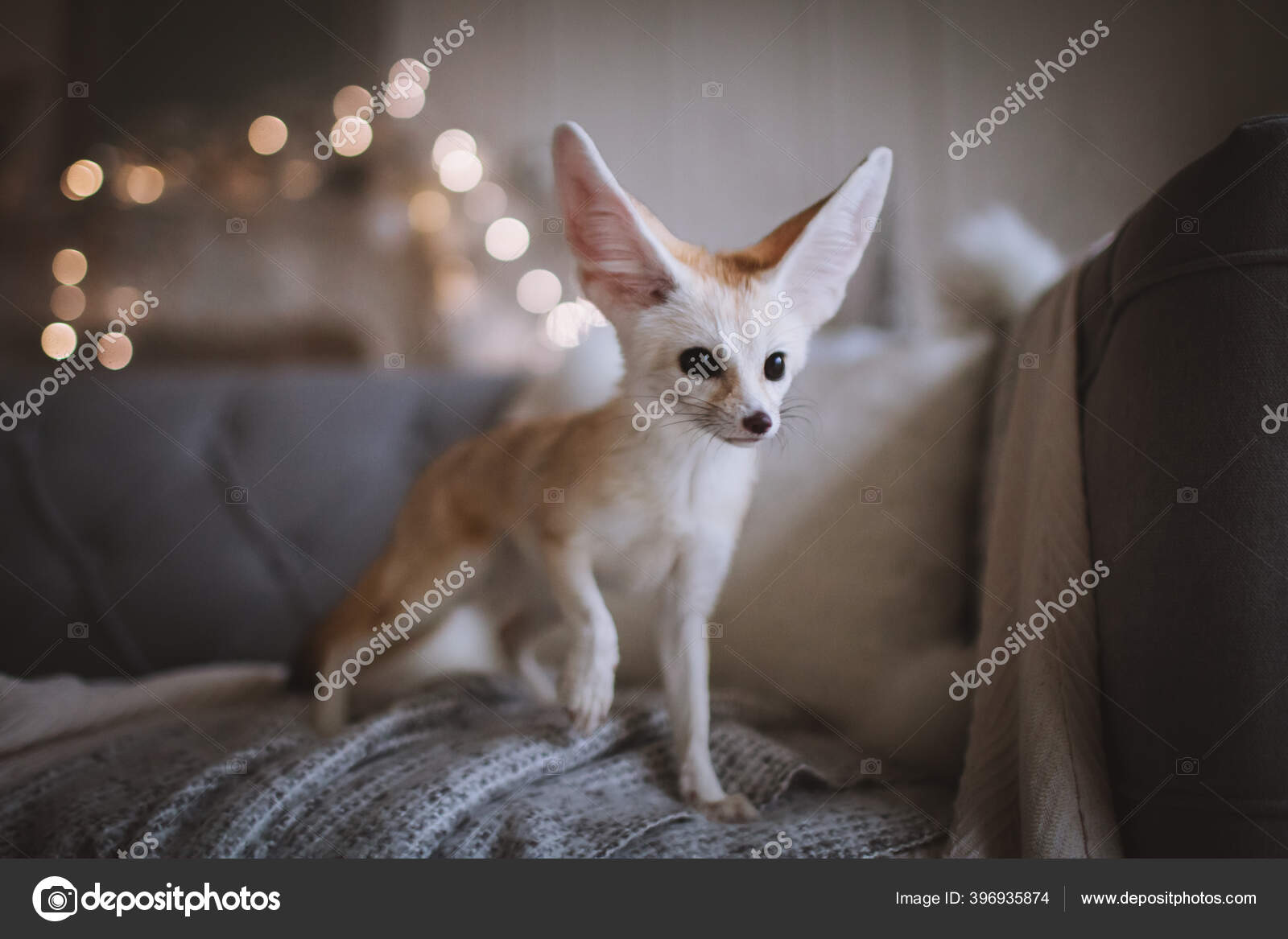 Pretty Fennec fox cub on brown backgorund — Stock Photo © Farinosa