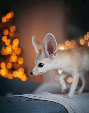 Şirin Fennec tilki yavrusu kahverengi sırtında
