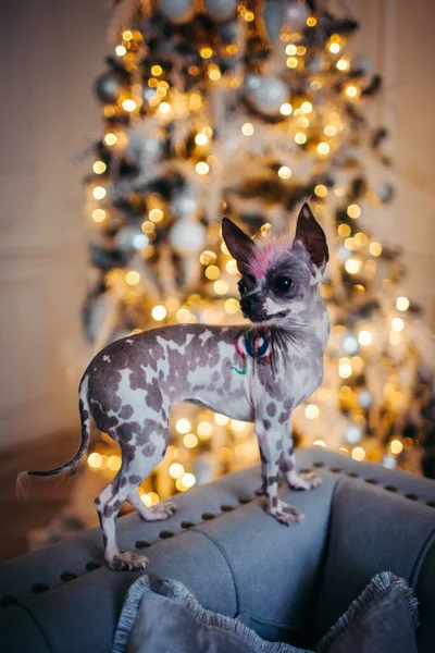 Peruano sin pelo y chihuahua mezcla perro en sala decorada festival con árbol de Navidad — Foto de Stock