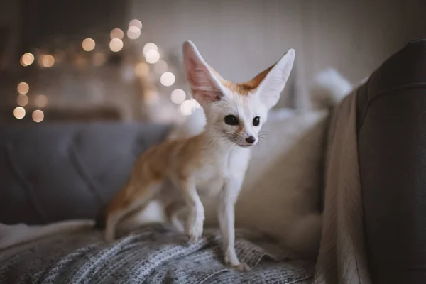 Pretty Fennec fox cub on brown backgorund — стоковое фото