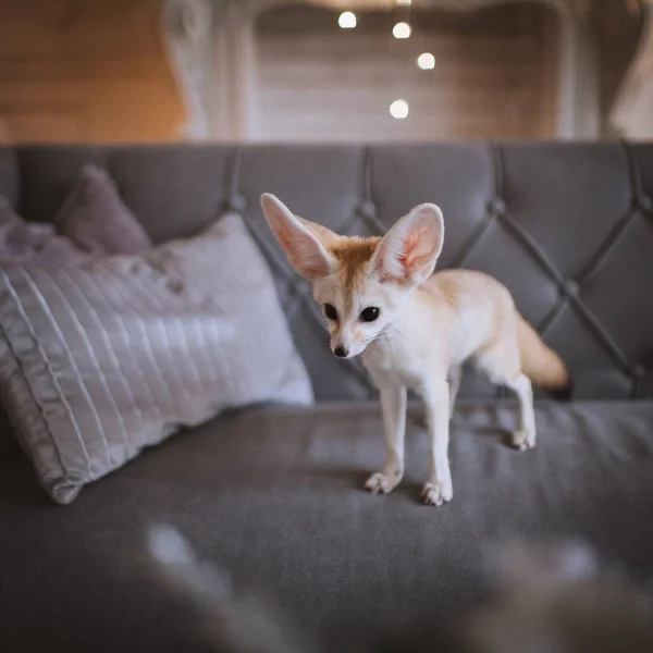 Fešák Fennec liščí mládě na hnědém hřbetě — Stock fotografie