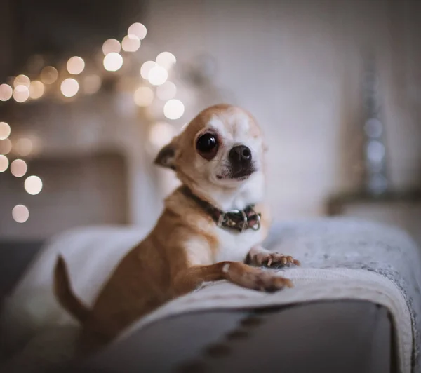 Cão Chihuahua Eyeless em sala decorada festivaly com árvore Christmass . — Fotografia de Stock