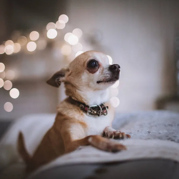 Augenloser Chihuahua-Hund in festlich geschmücktem Raum mit Christbaum. — Stockfoto