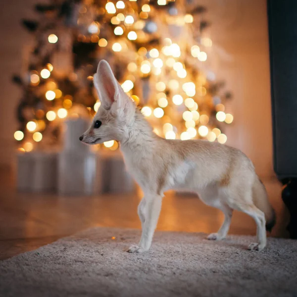 Şirin Fennec tilki yavrusu kahverengi sırtında — Stok fotoğraf