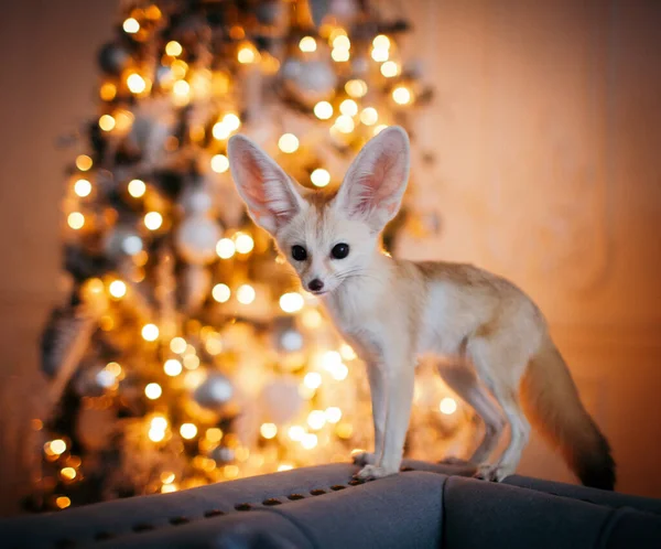 Carino cucciolo di volpe Fennec su backgorund marrone — Foto Stock