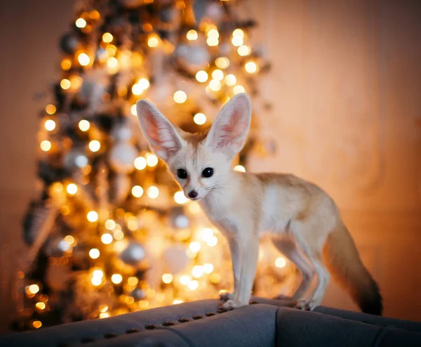 Şirin Fennec tilki yavrusu kahverengi sırtında — Stok fotoğraf