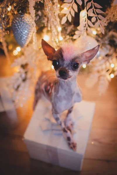 Peruanischer haarloser und Chihuahua-Mischling in festlich geschmücktem Raum mit Christbaum — Stockfoto