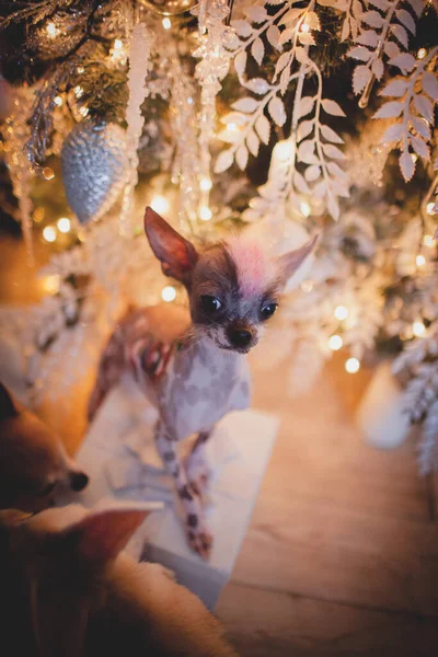 Peruanska hårlös och chihuahua blanda hund i festivalen inredda rum med Christmass träd — Stockfoto