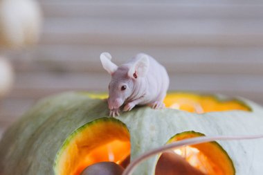 Cadılar Bayramı balkabaklı güzel tüysüz albino fareler.