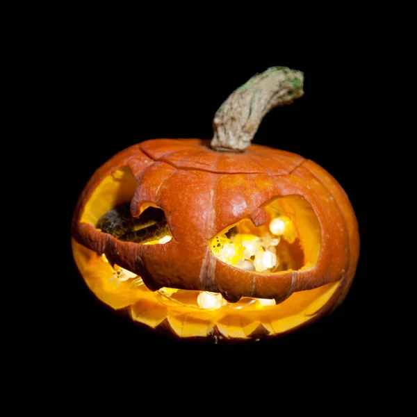 The two headed Japanese rat snake on black with Haloween pumpkin