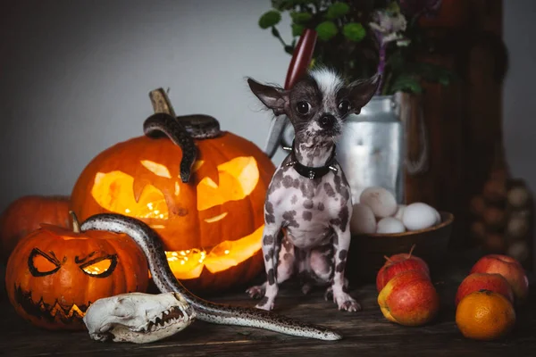 Vtipný pes vybírá halloween s hady a dýní — Stock fotografie