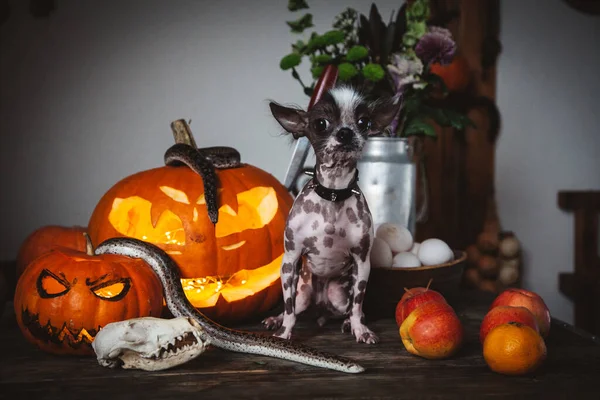 Rolig hund firar Haloween med ormar och pumpa — Stockfoto