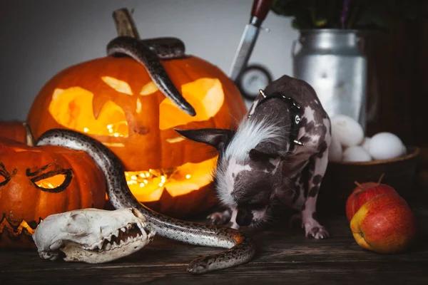 Vtipný pes vybírá halloween s hady a dýní — Stock fotografie