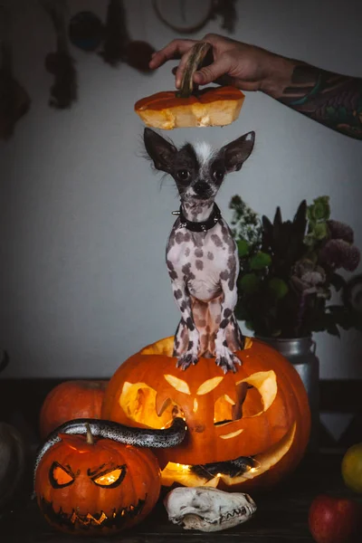 Vtipný pes vybírá halloween s hady a dýní — Stock fotografie