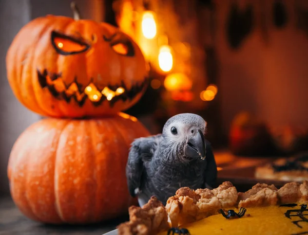 Feliz Halloween. Bebé loro gris africano con un pastel y calabazas — Foto de Stock