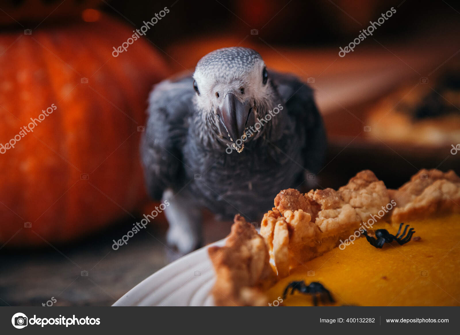 Feliz Dia Das Bruxas Africano Cinzento Papagaio Bebe Com Uma Torta E Aboboras Fotos Imagens De C Farinosa