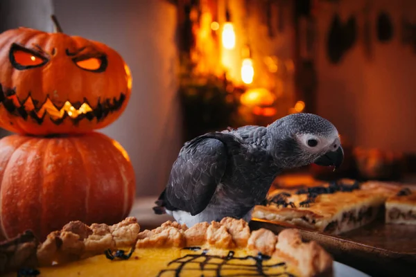 Feliz Halloween. Bebé loro gris africano con un pastel y calabazas — Foto de Stock