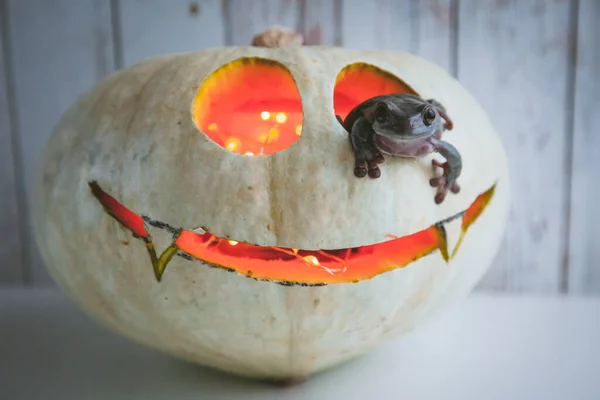 Fantastiska australiska gröna grodor med Halloween pumpa — Stockfoto