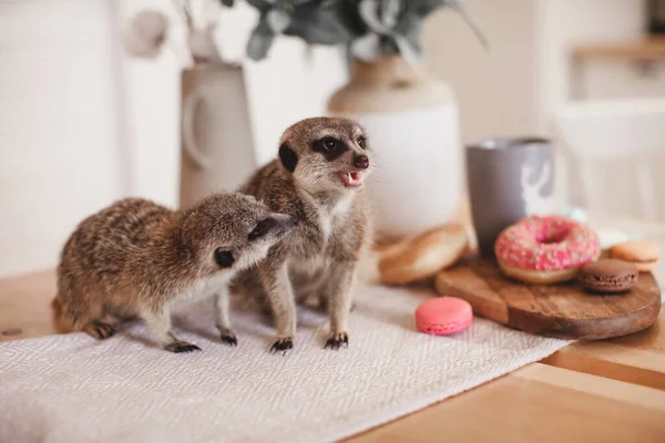 Meerkats eller surikates äter godis och munkar — Stockfoto