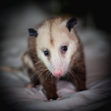 Virginia keseli sıçanı, Didelphis bakiresi, yatağın üstünde.