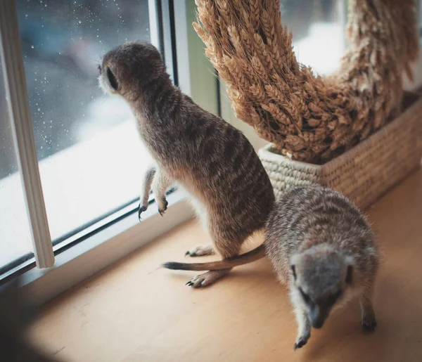 Måltiderna eller surikaterna framför fönstret — Stockfoto