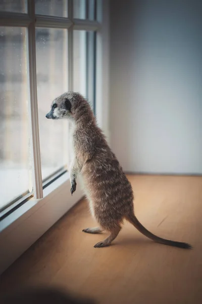 Le meerkat ou petit suricate devant la fenêtre — Photo