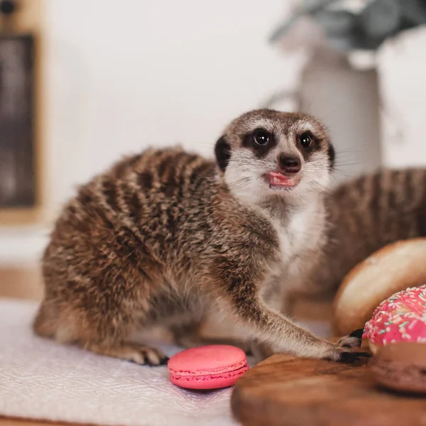 Meerkats eller surikates äter godis och munkar — Stockfoto