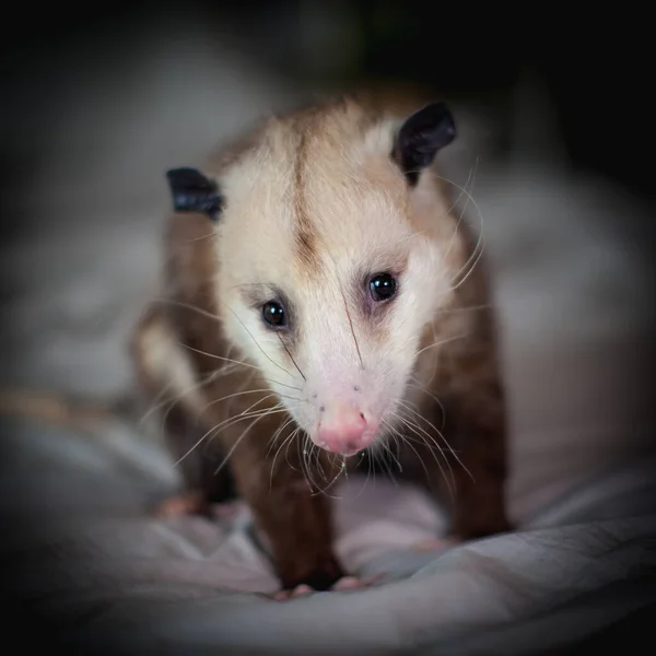 The Virginia opossum, Didelphis virginiana, on a bed — Stock Photo, Image