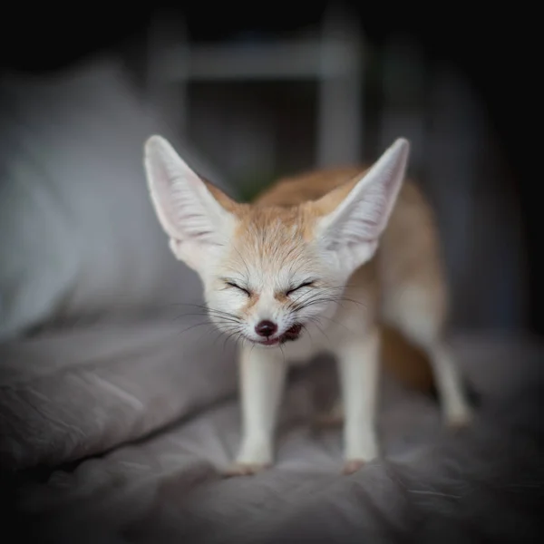 Fennecキツネの赤ちゃんはベッドの上で肉を食べる — ストック写真