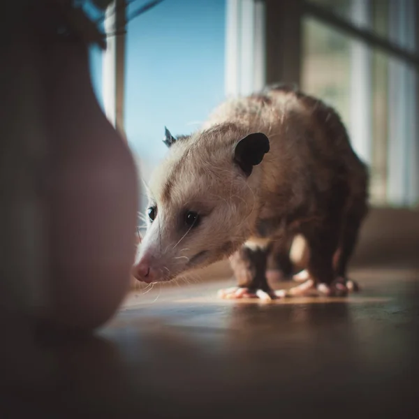 Das Virginia-Opossum, Didelphis virginiana, am Fenster — Stockfoto